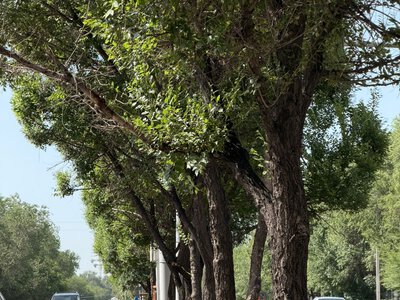 В Алматы прошла экологическая акция «Час эколога»