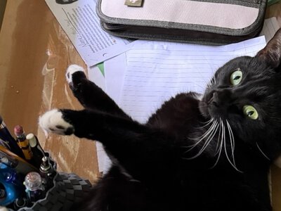 Просто нет слов: возле остановки нашли клетку с котом — рядом была записка (фото)