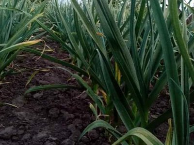 Догляд за часником у червні: чим його підживити