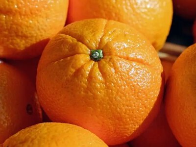 Цитрусовая помощь: как апельсиновая кожура защищает от вредителей и улучшает урожай