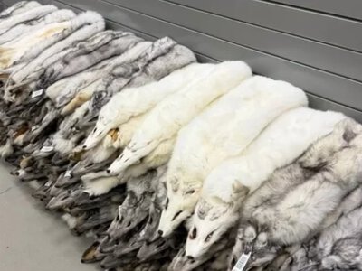 В рейсовом автобусе из Польши в Украину пограничники обнаружили контрабандный мех песца на сумму почти 400 тыс грн