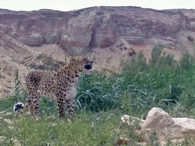  Леопард Алтынкоз вновь попал в объектив фотоловушек в Мангистауской области 