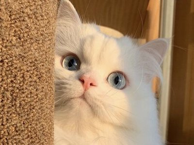 Ученые нашли неожиданный ответ, почему коты царапают мебель
