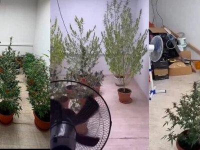  Подпольную наркоплантацию ликвидировали в подвале жилого дома в Алматы 