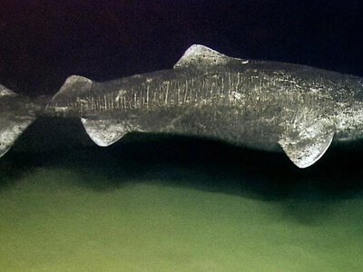 Ученые раскрыли секрет сердца 500-летней гренландской акулы