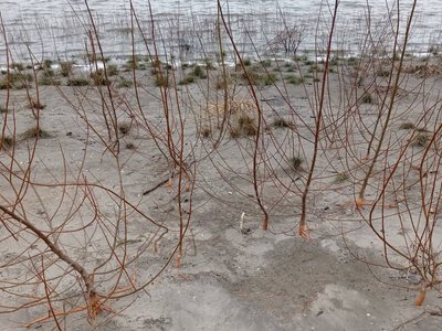 Втрата Каховської ГЕС три роки тому – не катастрофа, а переворот для природи