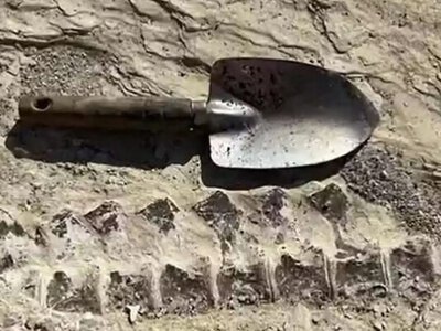 Удивительная находка на экскурсии: школьник случайно заметил окаменелости в возрасте 80 млн лет (фото) (Видео)