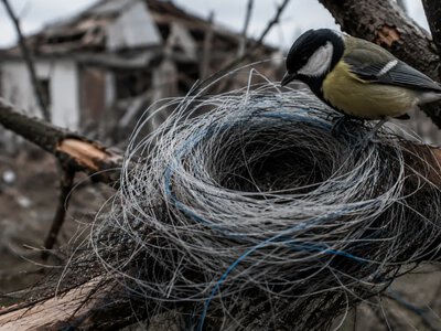 Птицы в Украине начали использовать оптоволокно с дронов для строительства гнезд