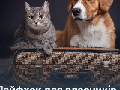Планируете лето за границей с собакой или кошкой? Почему документы нужно готовить уже сейчас