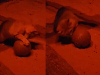 У диких и домашних кошек есть общая слабость: одержимы одним и тем же растением (видео)