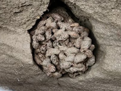 Невероятный клад обнаружили в древнем беличьем помете: открывает двери в прошлое (видео)