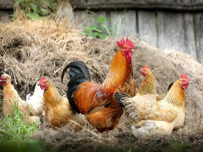 Почему курица не умеет летать: ответ на вопрос, который вы наверняка задавали себе