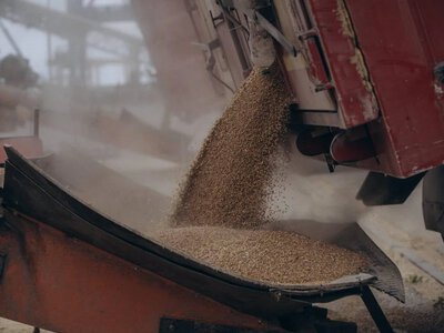 От зерна до мяса птицы - кто формирует основной агроэкспорт Украины