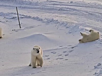 Голодные белые медведи будут чаще нападать на людей: что заставит хищников охотиться (видео)
