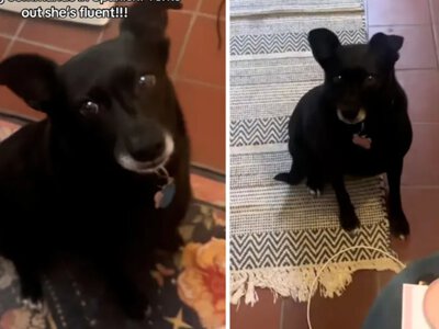 Собака впервые услышала испанскую речь: хозяйка была потрясена ее реакцией (видео)