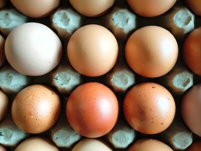 Почему куриные яйца бывают белыми и коричневыми: ответ может удивить (фото)