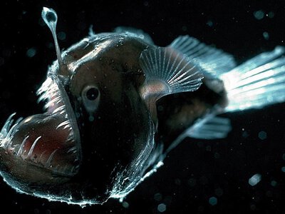 Демон, вампир и существо с черепом, но без хребта: 5 самых странных существ глубокого океана (фото)