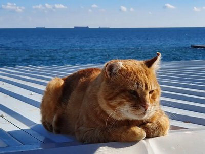 Море в Одессе: стоит ли лезть в воду в это воскресенье?