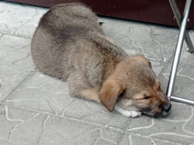 Врожай малини на трухлявому пні та прилаштовані цуцики