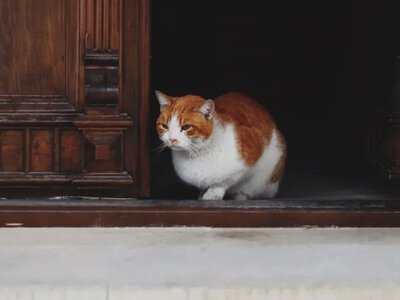 Про що насправді думають коти, коли ви йдете з дому: насподівана відповідь