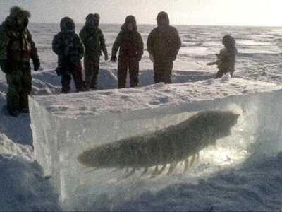 Ученые оживили древнее существо возрастом 24 тысячи лет, которое смогло размножиться
