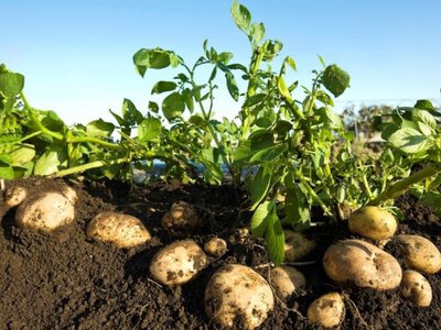 Обріжте бадилля в картоплі перед викопуванням та подивіться на результат