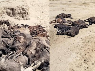  Более 1200 овец и коз погибли после сильной непогоды в Атырауской области 