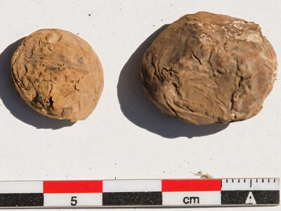 На побережье нашли 500-летнюю картошку (фото)