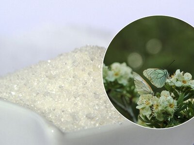 Сахар можно использовать в саду: 5 необычных способов, которые удивят