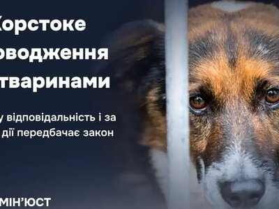 Что делать, если вы стали свидетелем издевательства над животным: как работает наказание на практике