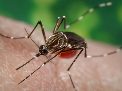 Комары действительно кусают некоторых людей чаще, чем других: группа крови ничего не решает (фото)
