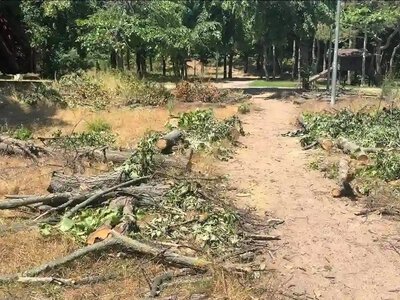 В Одессе в парке Победы срубили липы: нарушителей ищут