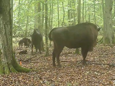Охоту волков на зубров в древнем лесу впервые запечатлели на камеру: гиганты в опасности (видео)