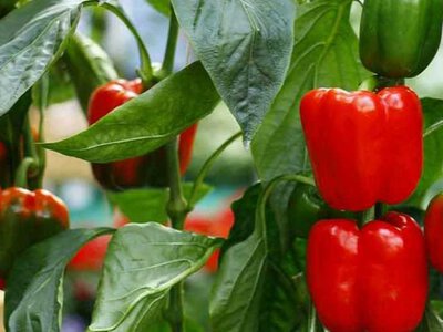 Перец будете собирать ведрами: старинный способ подкормки