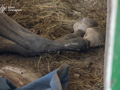 РФ атаковала конно-спортивную школу в Сумах, где проходили занятия для детей, погибли животные