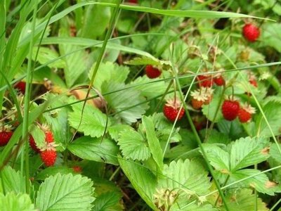 Земляничный лист — для чего полезен