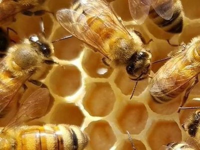 Роль пчёл в жизни планеты. Что будет, если пчёлы вымрут