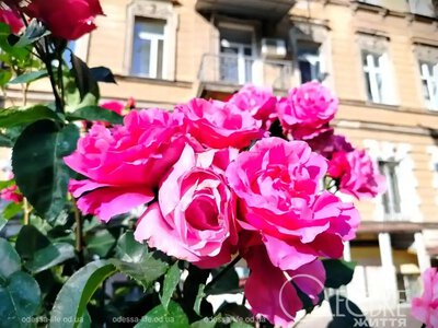 Будет комфортно: какую погоду синоптики прогнозируют в Одессе на пятницу, 19 июня