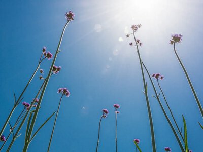 Летнее солнцестояние 2026: когда наступит самый длинный день года