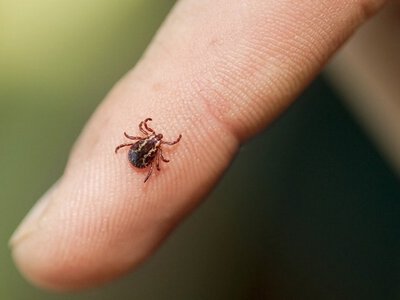 Вы можете даже не знать – где на самом деле размножаются клещи на вашем участке (Видео)