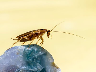Связь на 30 млн лет: ученые обнаружили тысячи фрагментов чужеродной ДНК в геноме тараканов (фото)