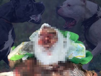  В Борисполе собаки загрызли пенсионерку: что известно о трагедии 