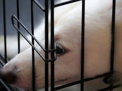 Украинцы просят правительство усилить ответственность за умышленное убийство или истязание животных