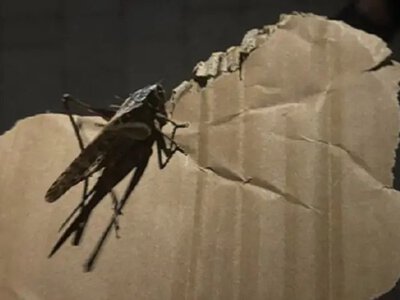 Одессу накрывает крупная саранча