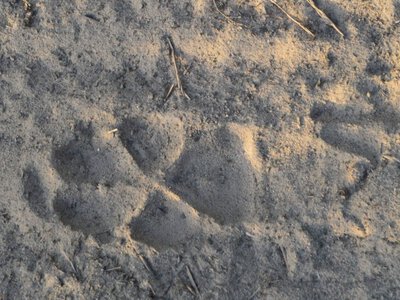 Охотится ночью и прячется от людей: в Киевской области нашли следы нового хищника, - ФОТО