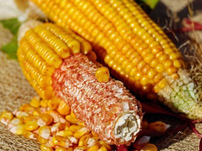 Мировые рынки колеблются, а цены на кукурузу в Украине остаются стабильными: что будет дальше с ценами