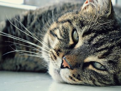 Мережі насмішила мордочка кота, який не хоче чекати, коли їжа буде готова (відео)