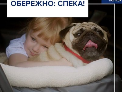 Как безопасно перевозить детей и животных в авто летом: советы водителям