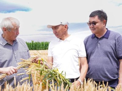 В области Жетісу обсудили современные технологии повышения продуктивности зерновых культур