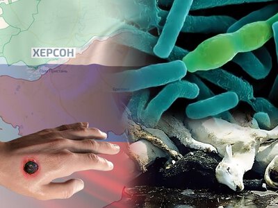 Сибирская язва в Херсонской области: что рассказали Фокусу в ГУР и СНБО о новой угрозе